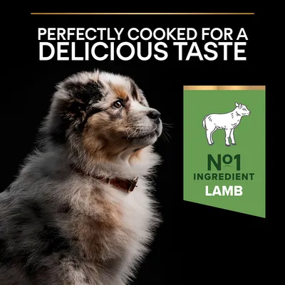 Teksti: Perfectly cooked for a delicious taste. N°1 ingredient lamb. Kuvassa koira ja vihreä lammasmerkki. Tekstit englanniksi.