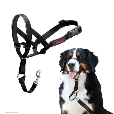 Black headcollar with adjustable straps and clip, shown fitted on a dog to demonstrate use. Collar and lead sold separately.