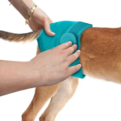 Una mano fissa un pannolino per cani turchese con chiusura in velcro sulla coda di un cane.