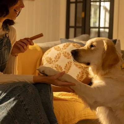 A person holds a snack in their hand and gets a dog to give its paw to demonstrate how to use the snack. A person holds a snack in their hand and gets a dog to give its paw to demonstrate how to use the snack.