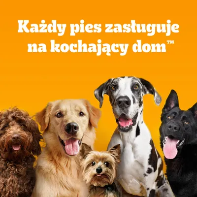 Pedigree Junior Saszetki w galarecie