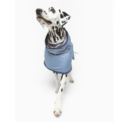 Chien dalmatien portant un manteau pour chien bleu clair avec doublure grise, vu de face sur fond blanc. Le matériau du manteau semble être en tissu matelassé.