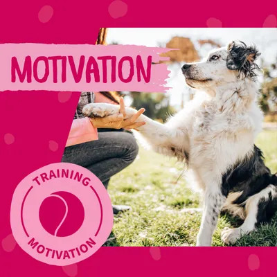 Hund gibt Pfote, Text: Motivation, Training Motivation.