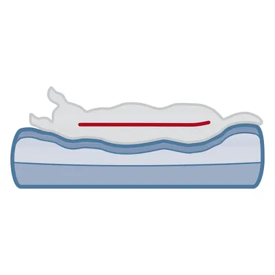 Illustration eines Tieres, das auf einem orthopädischen Bett mit Memory-Schaum liegt. Rote Linie zeigt ergonomische Unterstützung entlang der Wirbelsäule.
