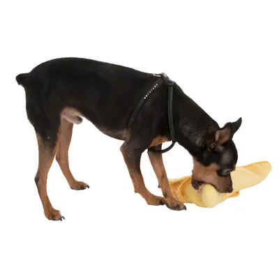 Hund mit schwarzem Geschirr spielt mit einem gelben Spielzeug.