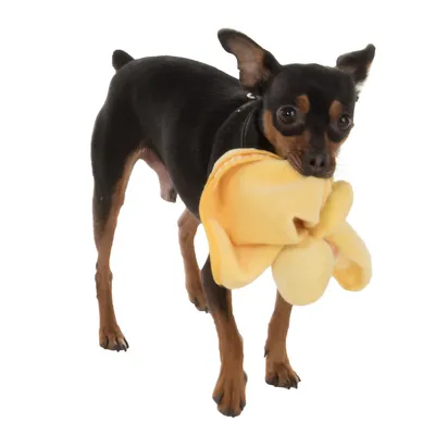 Kleiner Hund hält ein gelbes Stoffspielzeug im Maul, geeignet für interaktives Spielen.