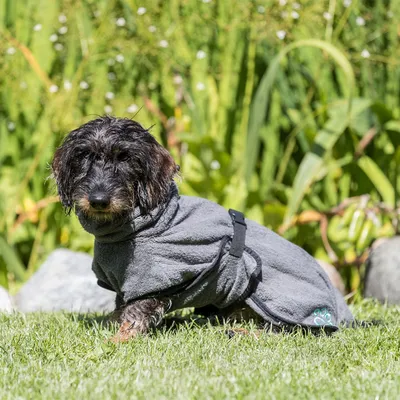 Chien à poil dur portant un manteau ou peignoir gris avec fermeture à sangle, motif patte brodé sur le côté arrière.