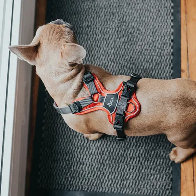 Hund mit rotem und schwarzem Geschirr der Marke Julius-K9, geeignet für Spaziergänge oder Training. Geschirr zeigt verstellbare Gurte und robustes Design.