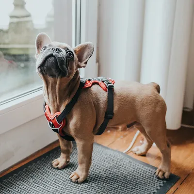 Französische Bulldogge trägt ein rotes und schwarzes Hundegeschirr, steht auf einer Matte vor einem Fenster.