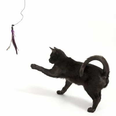 Gatto nero che gioca con una frutti di boscotta per gatti con piume viola e marroni appese a un filo.
