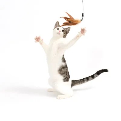 Zabawka z brązowymi piórami na sznurku, łapana przez skaczącego kota.