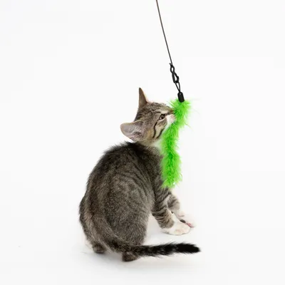 Chaton tigré jouant avec une canne à pêche pour chat, plumeau vert fluo suspendu à une tige noire, fond blanc uni.