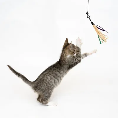 Gatto grigio tigrato che gioca con una frutti di boscotta per gatti dotata di fili colorati pendenti.