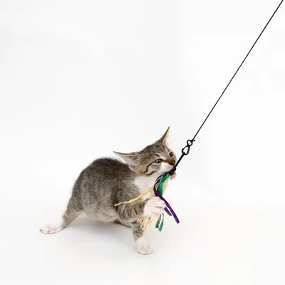 Gatto che gioca con una frutti di boscotta per gatti dotata di fili colorati e piume, tenuta da un filo nero.