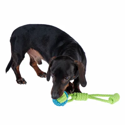 Kutya zöld kötéljátékkal és kék labdagombóccal játszik.