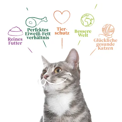 Reines Futter, perfektes Eiweiss-Fett-Verhältnis, Tierschutz, bessere Welt, glückliche gesunde Katzen. Graue Katze mit weissem Fell im Vordergrund.