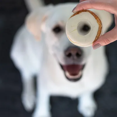 Hånd holder en rund hundegodbid, sløret baggrund med hvid hund synlig.