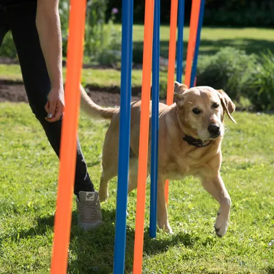 Hund läuft durch einen Parcours aus orange-blauen Stangen auf einer Wiese, begleitet von einer Person. Demonstration der Nutzung eines Agility-Trainingssets.