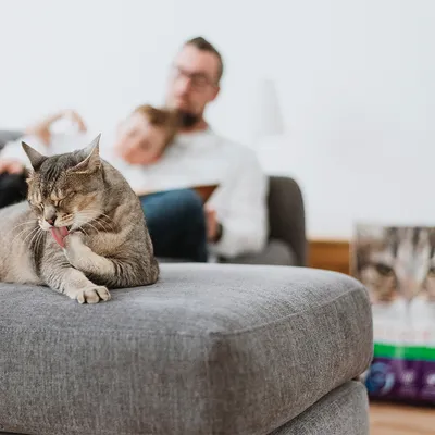 Cat licking its paw on a grey sofa. Cat food packaging visible in the background.