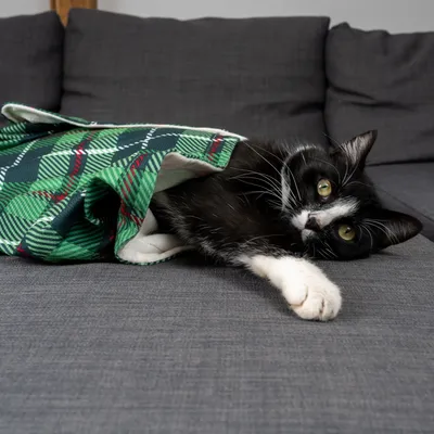 Czarno-biały kot leży w zielonym, kraciastym kocu na szarej sofie.