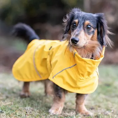 Cão pequeno a usar um impermeável amarelo com detalhes refletores visíveis ao ar livre.