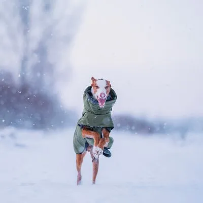 Cão de pelo curto a correr na neve com casaco verde para proteção contra o frio.