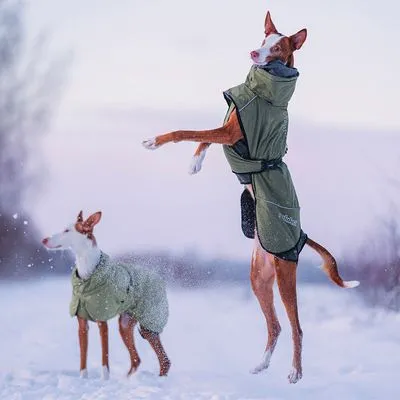 Dois cães de pelo curto a usar casacos verdes para cão ao ar livre na neve. Um dos cães está em pé nas patas traseiras, o outro está parado.