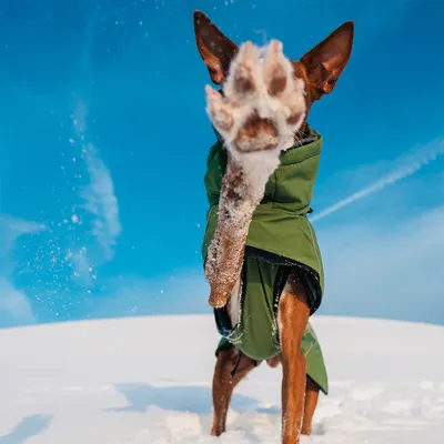 Chien portant un manteau vert dans la neige, patte avant levée et couverte de neige, ciel bleu en arrière-plan. Manteau visible sur le corps du chien.