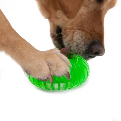 Hond kauwt op een groen, gestructureerd speeltje.