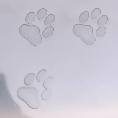 Drei geprägte Pfotenabdrücke auf einer glatten, transparenten Oberfläche.