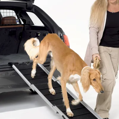 Hond gebruikt een zwarte, opvouwbare loopplank om uit een auto te stappen. Vrouw houdt de lijn van de hond vast. Geschikt voor veilig in- en uitstappen van huisdieren.