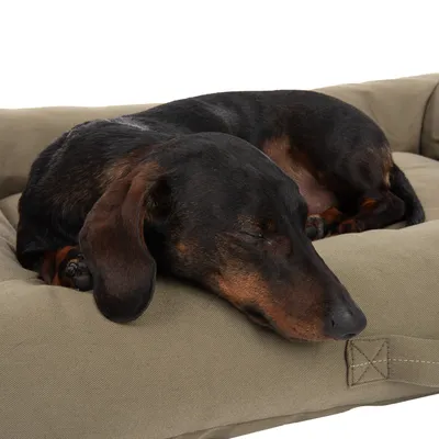 Schlafender Hund auf einem olivgrünen Hundebett mit gepolsterter Oberfläche.