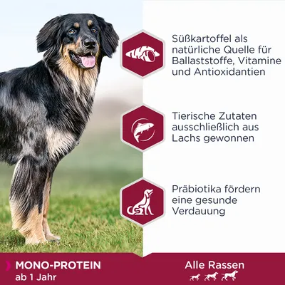 Mono-Protein Hundefutter ab 1 Jahr. Süsskartoffel als natürliche Quelle für Ballaststoffe, tierische Zutaten aus Lachs, Präbiotika fördern Verdauung. Geeignet für alle Rassen.