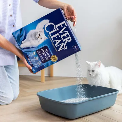 Ever Clean Extra Hygiene Katzenstreu wird in eine Katzentoilette gefüllt, weiße Katze daneben. Verpackung mit Produktinformationen sichtbar.