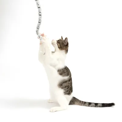 Chat tigré blanc et gris debout sur ses pattes arrière, jouant avec une baguette à plumeau gris et blanc tenue en hauteur.