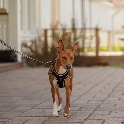 Hund mit schwarzem Geschirr und Leine auf einem gepflasterten Weg. Geschirr zeigt Logo einer Marke.