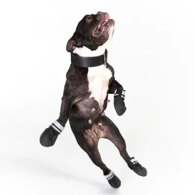 Sort og hvid fransk bulldog iført sorte hundesko med hvide striber på alle fire poter samt sort halsbånd, vist mod hvid baggrund.