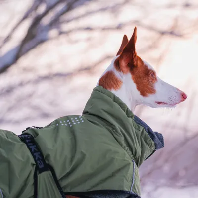 Hund mit grünem Wintermantel und reflektierenden Punkten, Aufschrift 'Tikka' am Geschirr sichtbar. Hund mit grünem Wintermantel und reflektierenden Punkten, Aufschrift 'Tikka' am Geschirr sichtbar.
