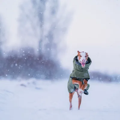 Hund trägt grünen Wintermantel und läuft durch Schnee. Hund trägt grünen Wintermantel und läuft durch Schnee.