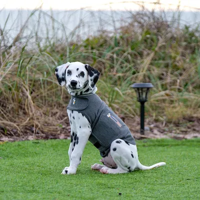 Dalmatian wearing a grey dog jacket with visible logo and Velcro fastener, sitting on grass with a background of grasses and a lamp.