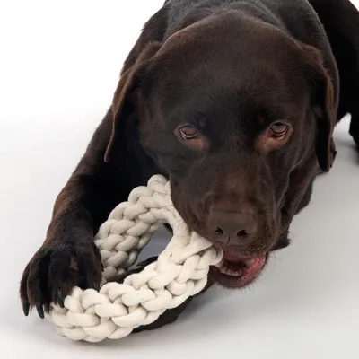 Brauner Hund spielt mit einem geflochtenen weissen Spielzeug aus Stoff.