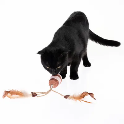 Schwarze Katze spielt mit einem Spielzeug aus Holz und Federn, bestehend aus einer Schnur mit zwei Federanhängern.