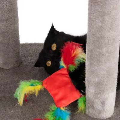 Chat noir jouant avec un jouet carré rouge à plumes multicolores sur un arbre à chat en tissu gris, poteaux visibles.