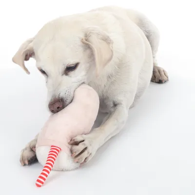 Pes igra z roza plišasto igračo z rdeče-belim črtastim repom.