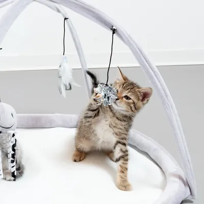 Chaton jouant avec une balle suspendue sur un tapis d’éveil pour chat, arches en tissu gris, jouets suspendus dont plume blanche et peluche visible à gauche.