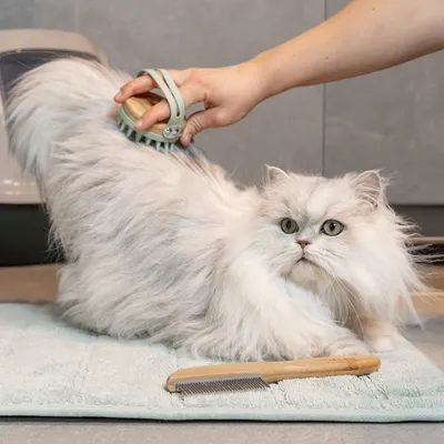 Hand brushes long-haired cat with a green grooming brush. Wooden comb lies on a towel next to it.