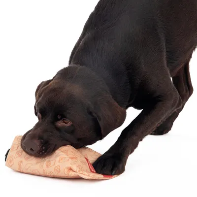 Câine care se joacă cu o jucărie de ros bej-maro cu model și etichetă roșie.