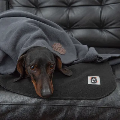 Hund liegt unter einer grauen Decke mit Pfotenmotiv und schwarzem Stoff mit Taki-Logo auf Ledersofa.