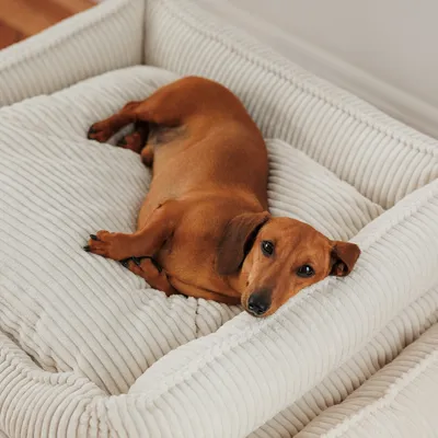 Brauner Hund liegt auf einem cremefarbenen, gerippten Haustierbett. Produkt zeigt Komfort und Design des Bettes.