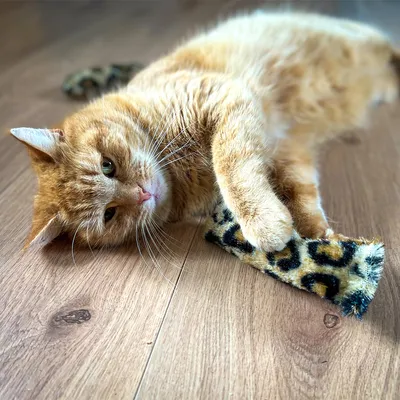 Rode kat speelt met een stoffen speelgoed met luipaardprint op een houten vloer.